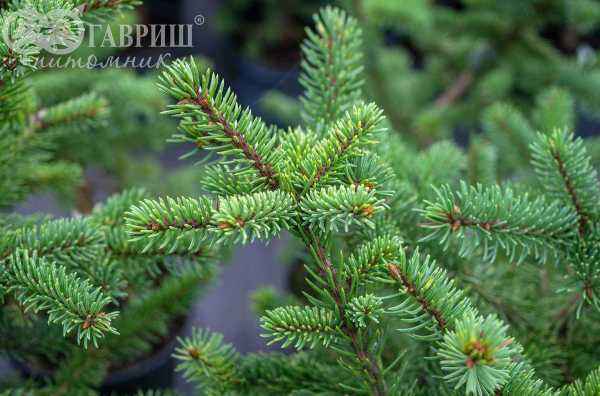 Купить ель колючая maigold деревья и растения