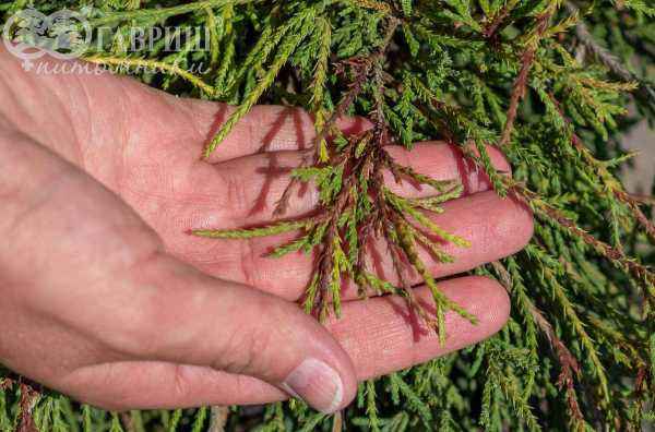 Купить кипарисовик горохоплодный filifera nana деревья и растения