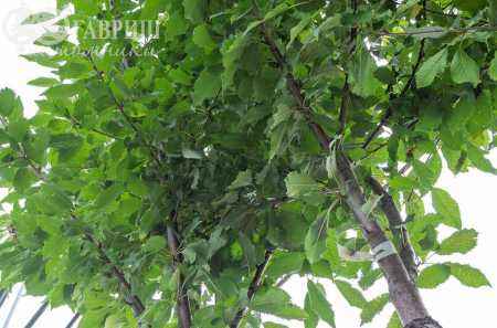 Саженцы вишня махровоцветковая (птичья) plena