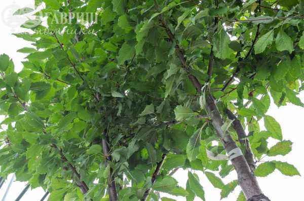 Саженцы вишня махровоцветковая (птичья) plena