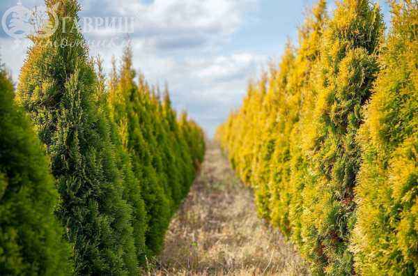 Купить туя западная golden smaragd деревья и растения