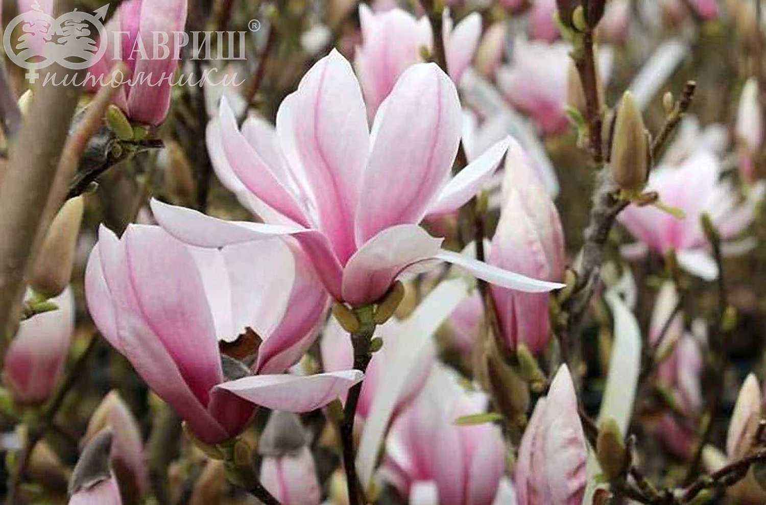 Магнолия x soulangeana Alexandrina