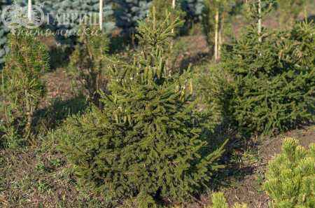 Купить ель восточная aureospicata деревья и растения