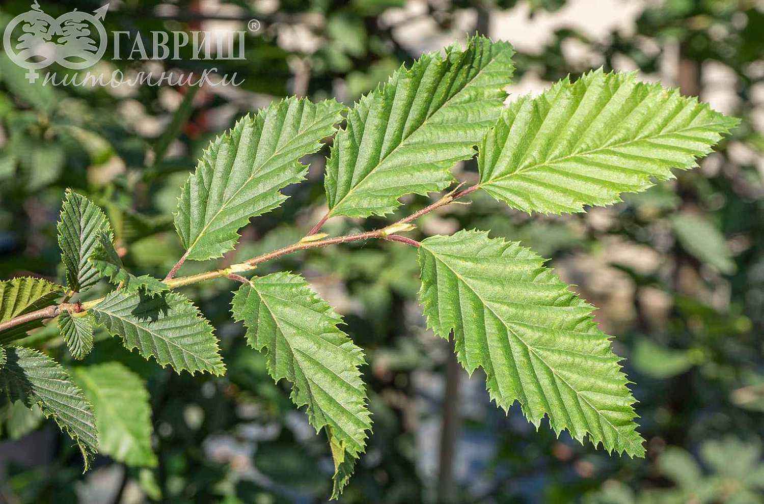 Граб обыкновенный