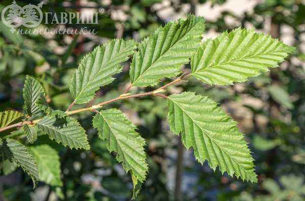 Саженцы граб обыкновенный