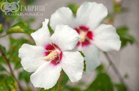 саженцы Гибискус сирийский  Red Heart