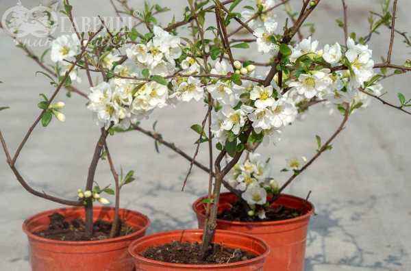 саженцы Хеномелис прекрасный Nivalis