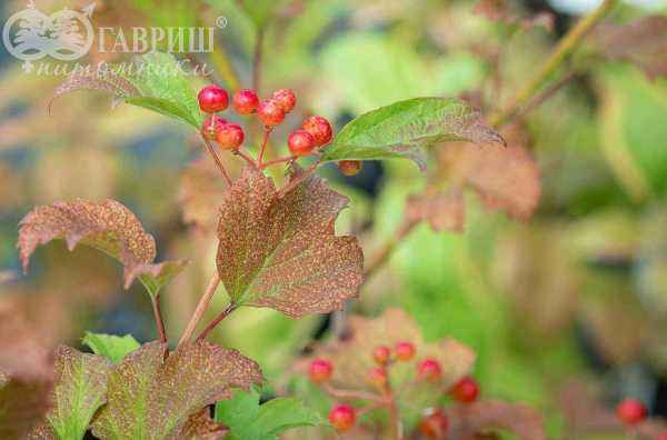 саженцы Калина обыкновенная Compactum