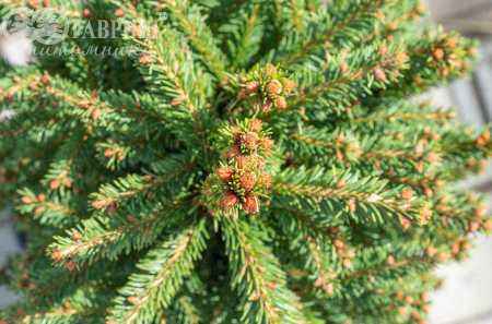 Купить ель обыкновенная compacta деревья и растения