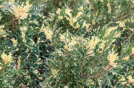 Купить можжевельник казацкий variegata деревья и растения