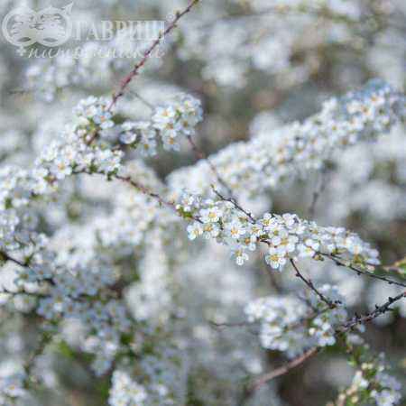 саженцы Спирея серая Grefsheim