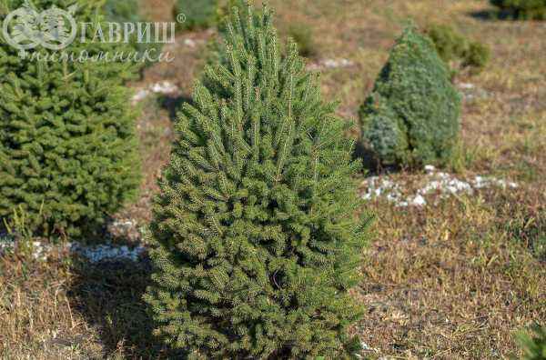 Купить ель канадская cinderella деревья и растения