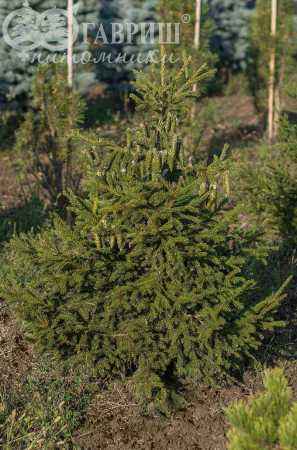 Купить ель восточная aureospicata деревья и растения