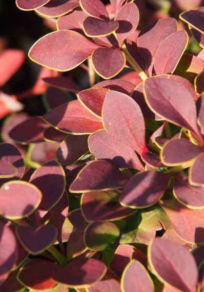 саженцы Барбарис Тунберга Golden Ring