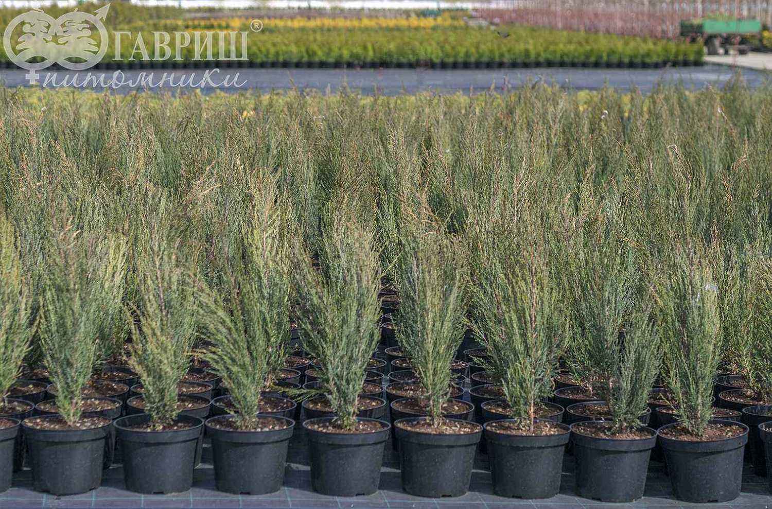 Можжевельник скальный Fischt