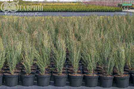 Купить можжевельник скальный fischt деревья и растения