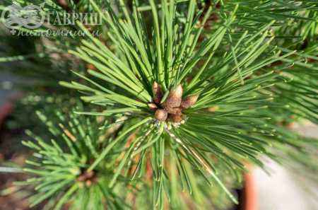 Купить сосна тунберга sayonara деревья и растения