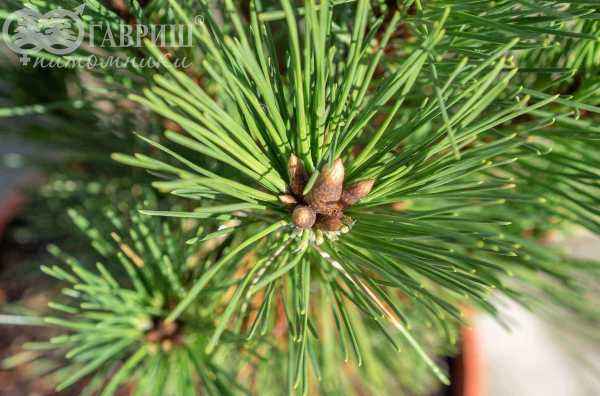 Купить сосна тунберга sayonara деревья и растения