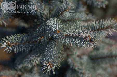 Купить ель колючая hoopsii деревья и растения