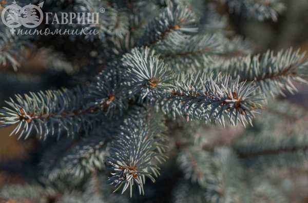 Купить ель колючая hoopsii деревья и растения