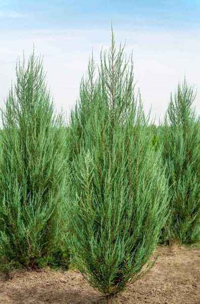 Купить можжевельник скальный fischt деревья и растения