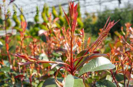 саженцы Фотиния