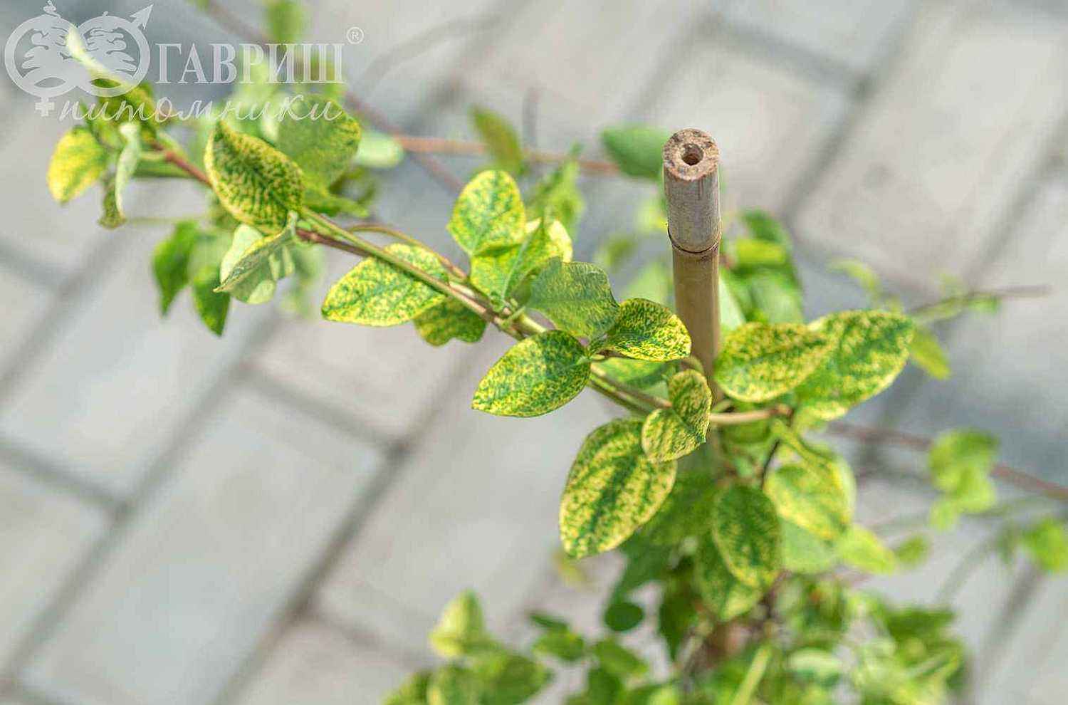 Жимолость японская Aureoreticulata