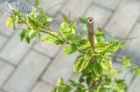 саженцы Жимолость японская Aureoreticulata