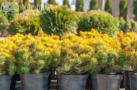 Купить сосна горная carsten деревья и растения