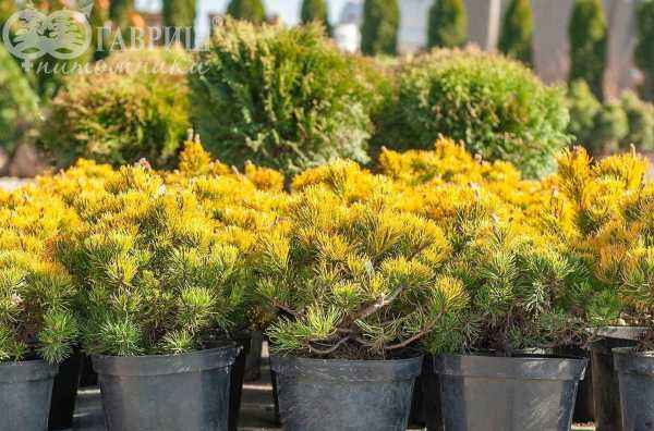 Купить сосна горная carsten деревья и растения