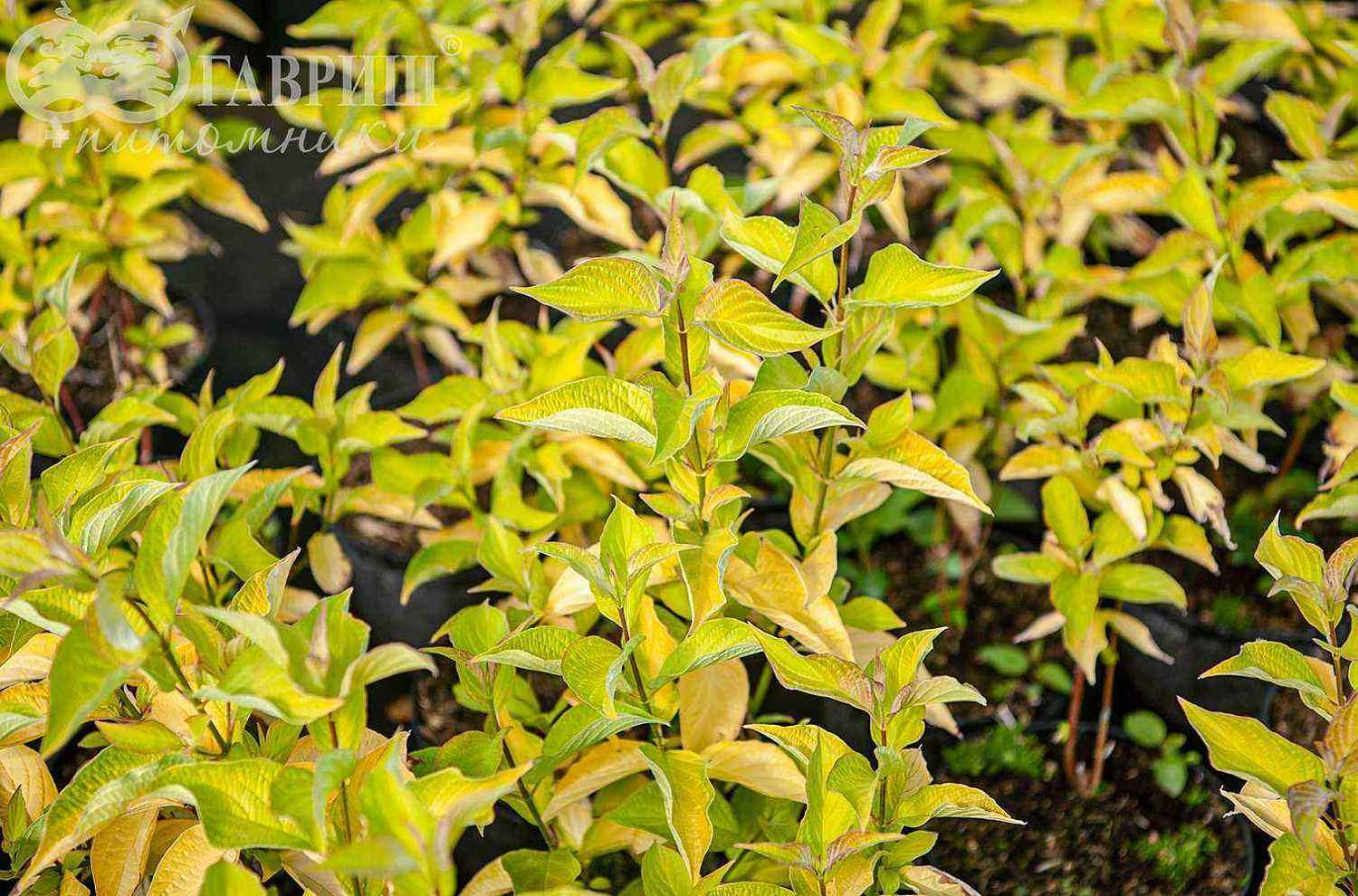 Дерен белый Aurea