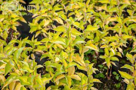 саженцы Дерен белый Aurea