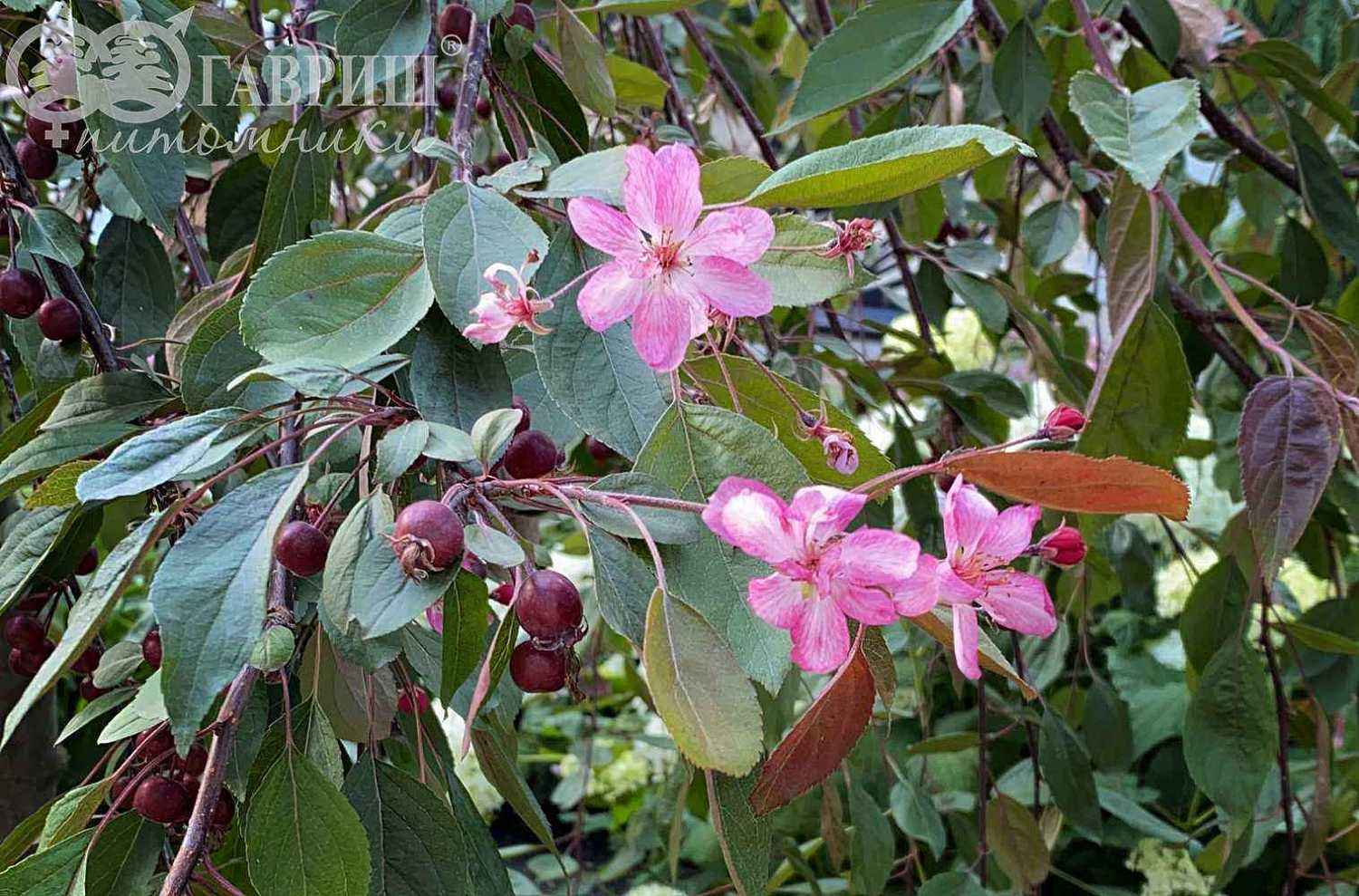 Яблоня Royal Beauty