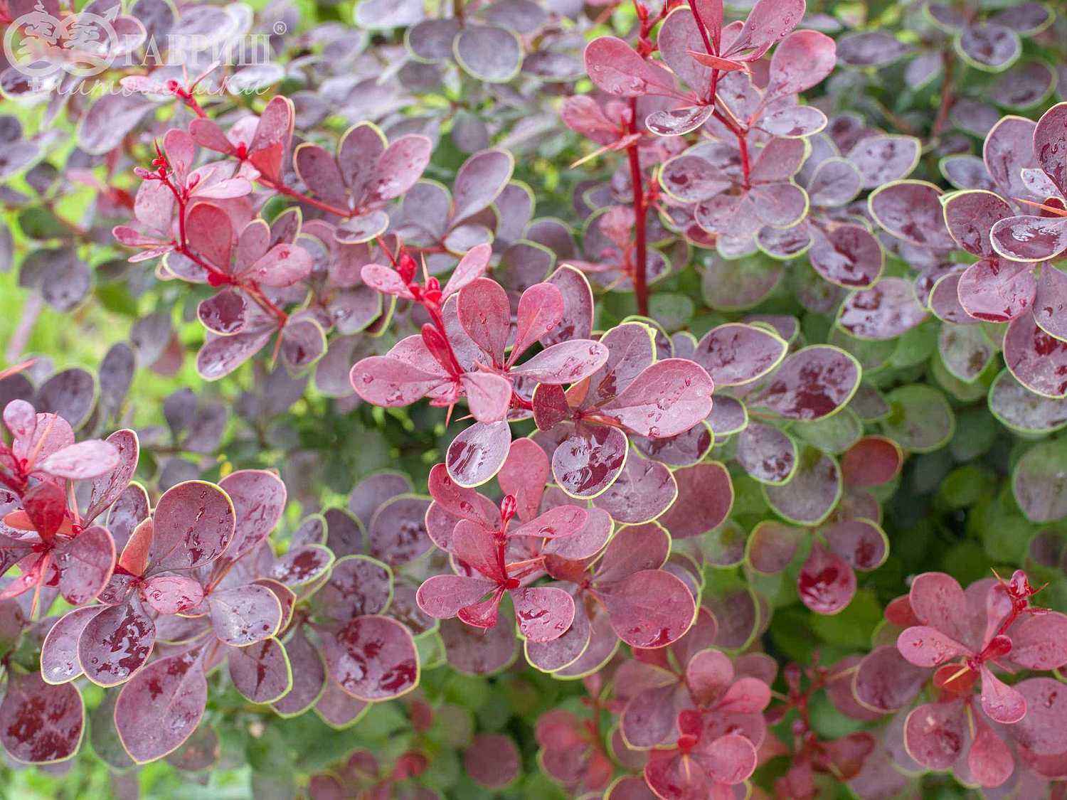 Барбарис Тунберга Golden Ring