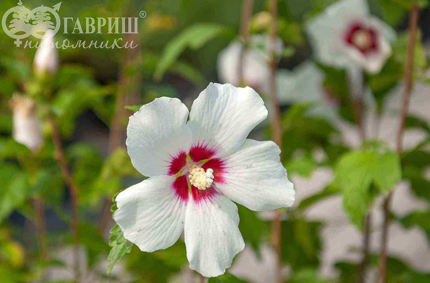 Гибискус сирийский  Red Heart