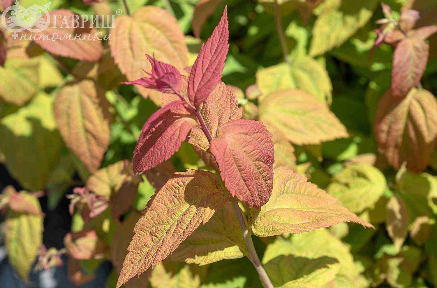 Спирея японская Macrophylla