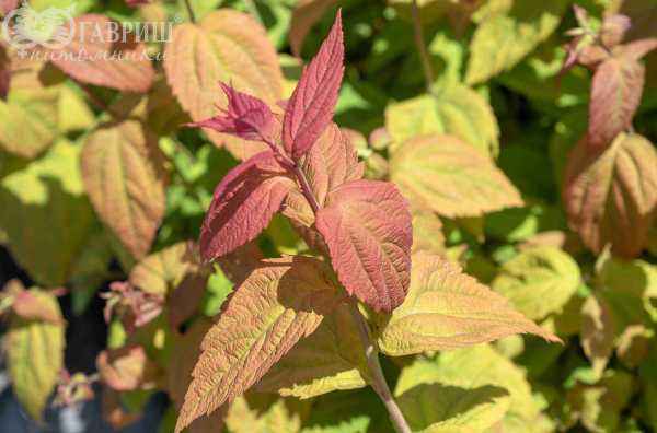 саженцы Спирея японская Macrophylla
