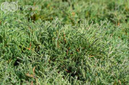 Купить туя западная mr.bowling ball деревья и растения