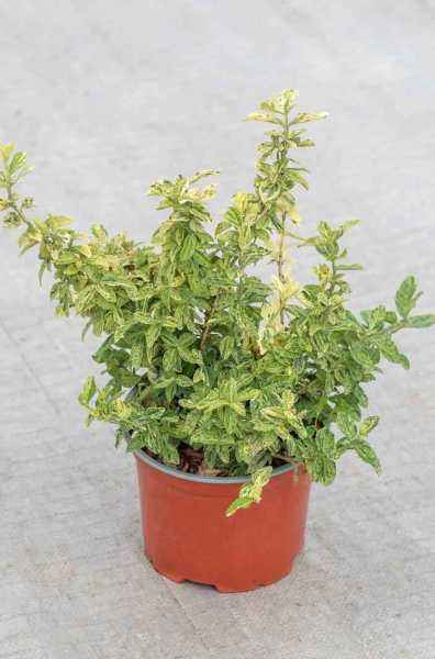 саженцы Бересклет Форчуна Golden Harlequin