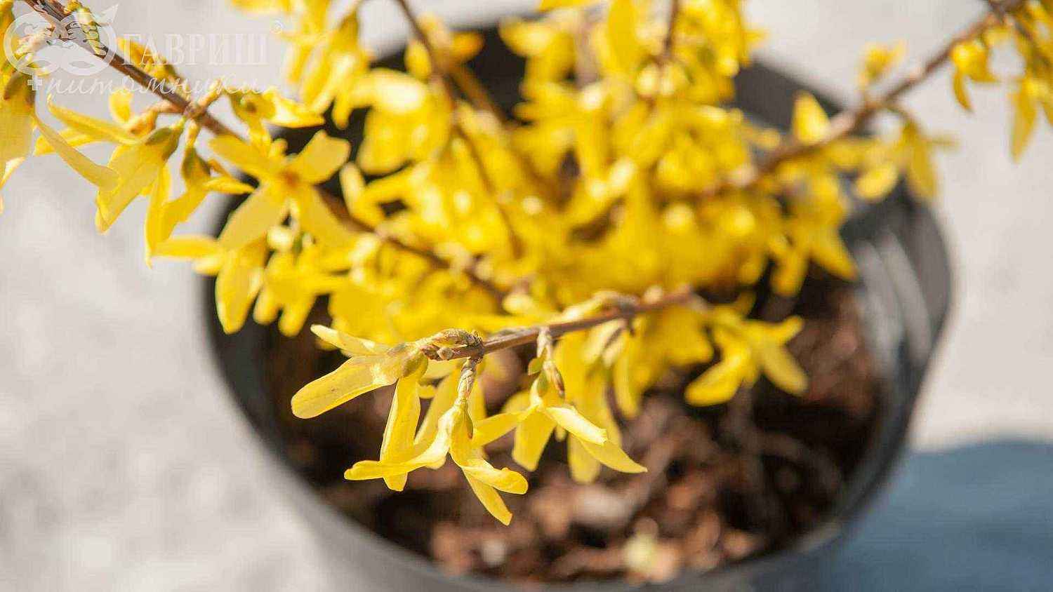 Форзиция средняя Lynwood