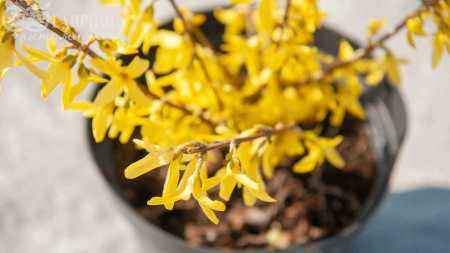 саженцы Форзиция средняя Lynwood