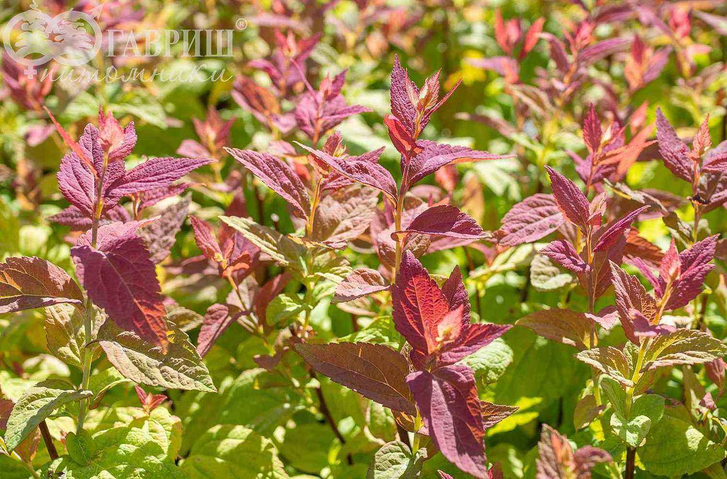 Спирея японская Macrophylla