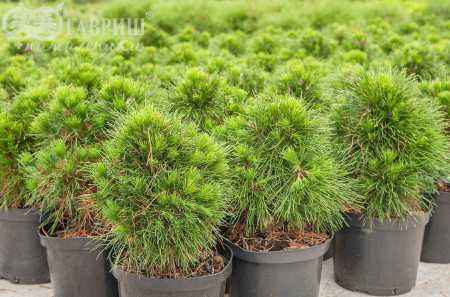 Купить сосна горная varella деревья и растения