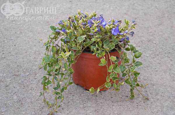 саженцы Барвинок малый Ralph Shugert