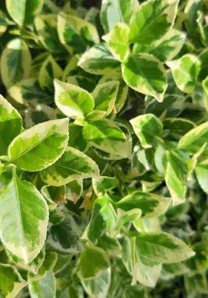 саженцы Бересклет Форчуна Emerald Gold