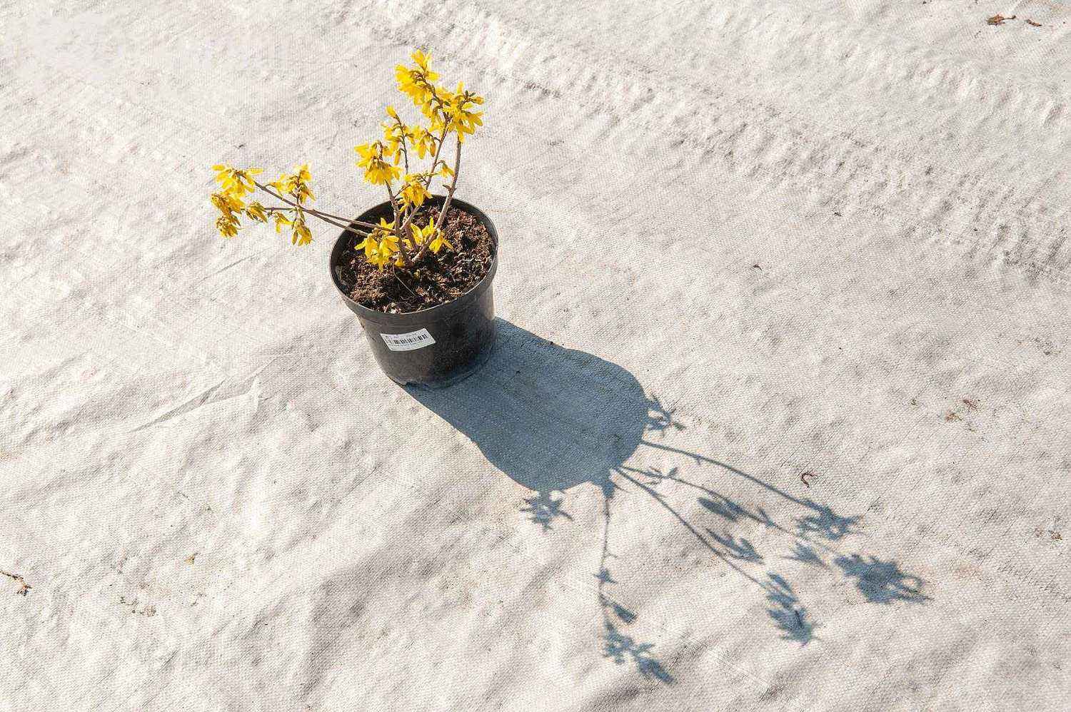 Форзиция средняя Lynwood