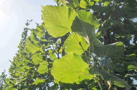 Саженцы липа крупнолистная fastigiata