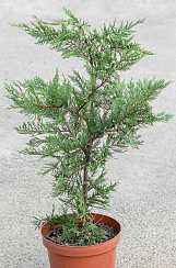 Купить купрессоципарис (кипарисовик) лейланда деревья и растения
