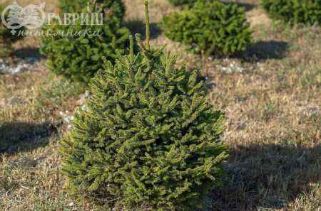 Купить ель обыкновенная tompa деревья и растения