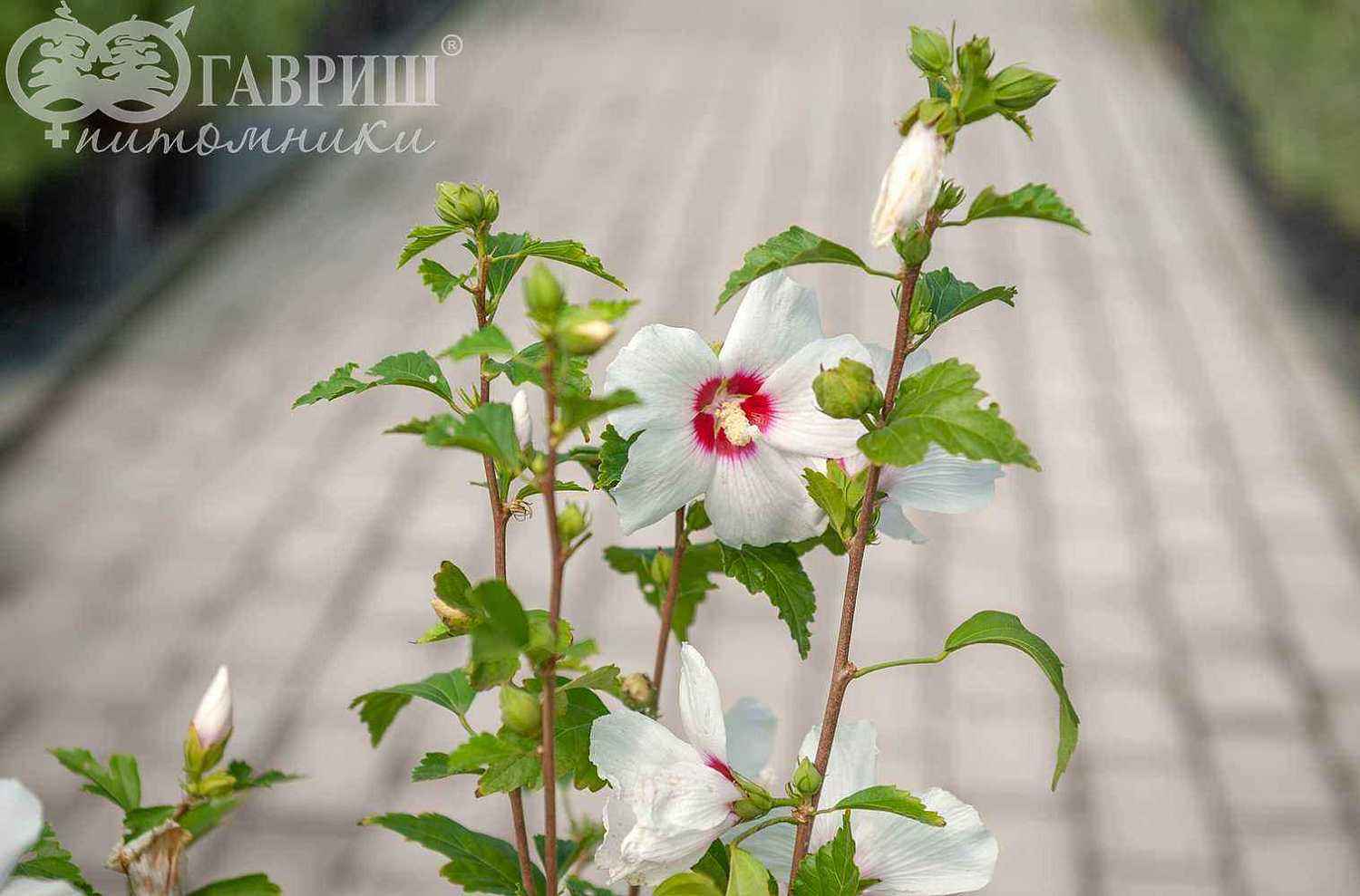 Гибискус сирийский  Red Heart